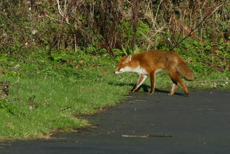 Rabid Fox Caught Near Texas State Campus Caps Year of San Marcos Attacks