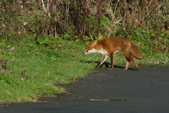Rabid Fox Caught Near Texas State Campus Caps Year of San Marcos Attacks