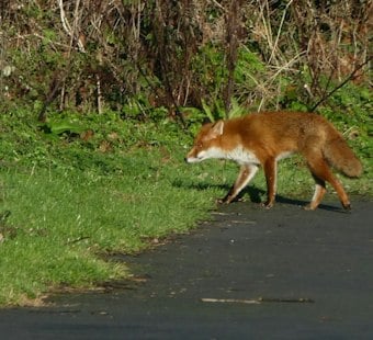 Rabid Fox Caught Near Texas State Campus Caps Year of San Marcos Attacks