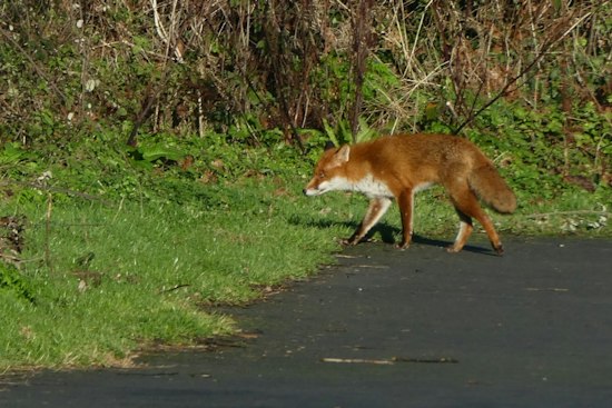 Rabid Fox Caught Near Texas State Campus Caps Year of San Marcos Attacks