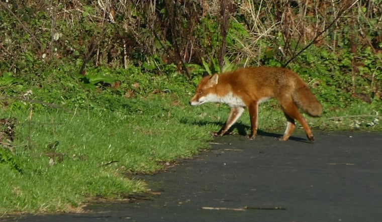 Rabid Fox Caught Near Texas State Campus Caps Year of San Marcos Attacks
