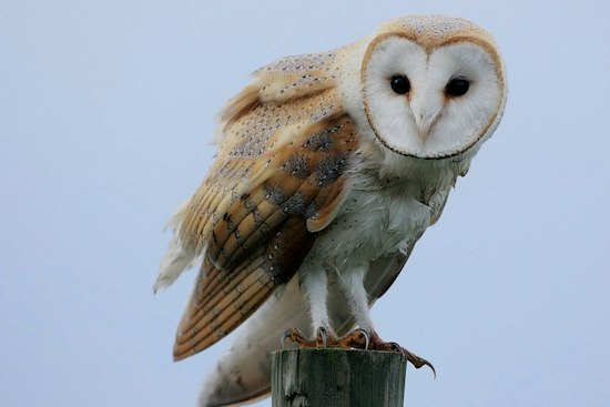 Rare Barn Owl Haunts Upper West Side Backyards for a Month, Baffling Birders