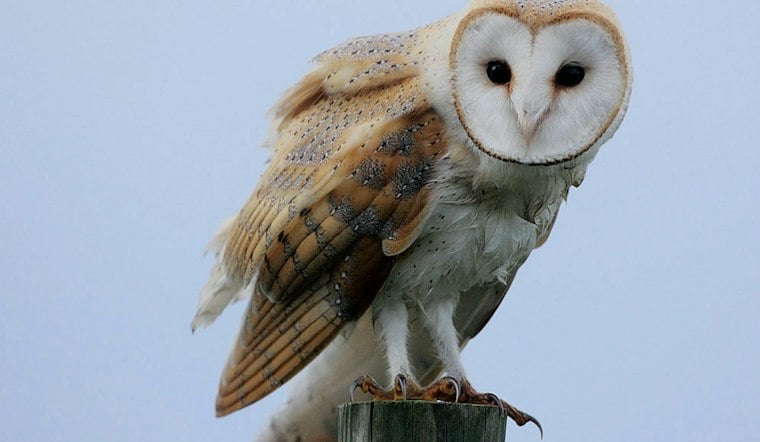 Rare Barn Owl Haunts Upper West Side Backyards for a Month, Baffling Birders