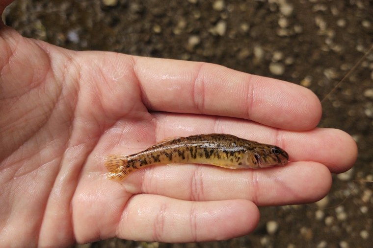 Rare Darter Reappears in Dearborn's Rouge River After 100-Year Absence