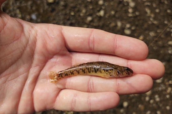 Rare Darter Reappears in Dearborn's Rouge River After 100-Year Absence
