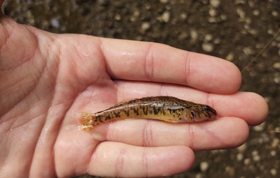 Rare Darter Reappears in Dearborn's Rouge River After 100-Year Absence