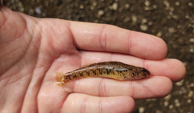 Rare Darter Reappears in Dearborn's Rouge River After 100-Year Absence
