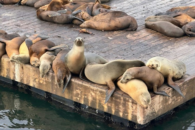 Redondo Beach Lands $65M Marine Mammal Hospital at Old Joe's Crab Shack Site