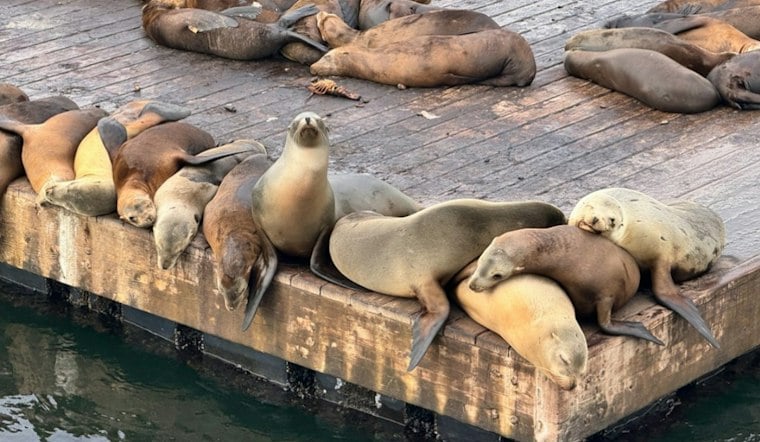 Redondo Beach Lands $65M Marine Mammal Hospital at Old Joe's Crab Shack Site