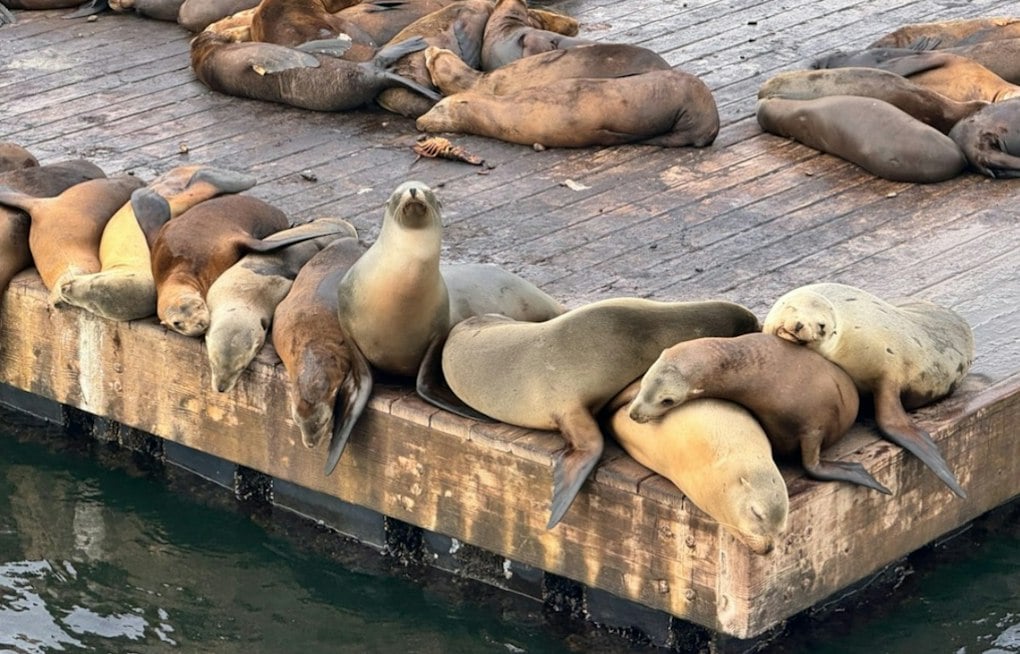 Redondo Beach Lands $65M Marine Mammal Hospital at Old Joe's Crab Shack Site