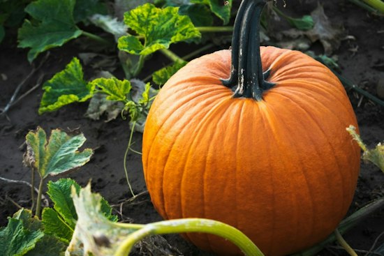 Rhode Island Grower Shatters 3,000-Pound Barrier With 3,156-Pound Pumpkin