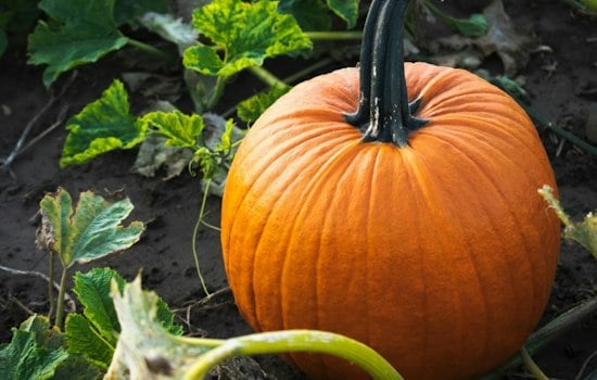 Rhode Island Grower Shatters 3,000-Pound Barrier With 3,156-Pound Pumpkin