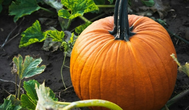 Rhode Island Grower Shatters 3,000-Pound Barrier With 3,156-Pound Pumpkin