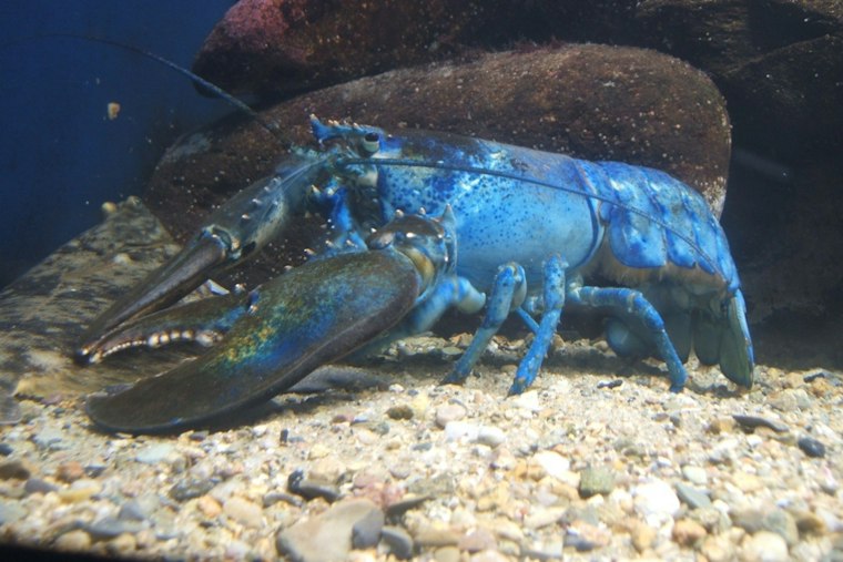 Rockport Lobsterman Hauls Up Third Blue Lobster Found in Town This Year