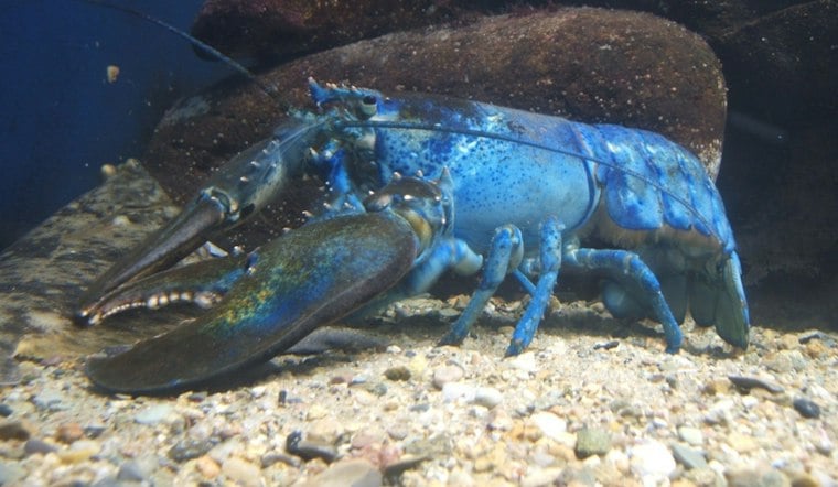 Rockport Lobsterman Hauls Up Third Blue Lobster Found in Town This Year