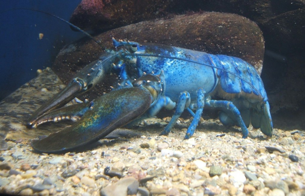 Rockport Lobsterman Hauls Up Third Blue Lobster Found in Town This Year