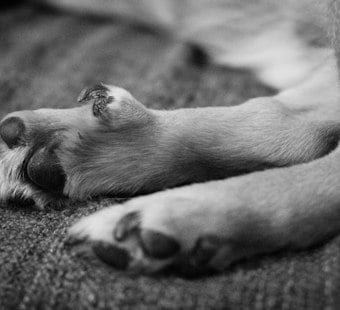 Rocky Ripple Dog Dies From Poisoned Meat Near Butler University Fields