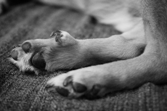 Rocky Ripple Dog Dies From Poisoned Meat Near Butler University Fields