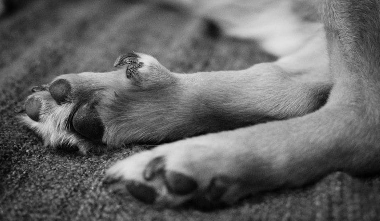 Rocky Ripple Dog Dies From Poisoned Meat Near Butler University Fields
