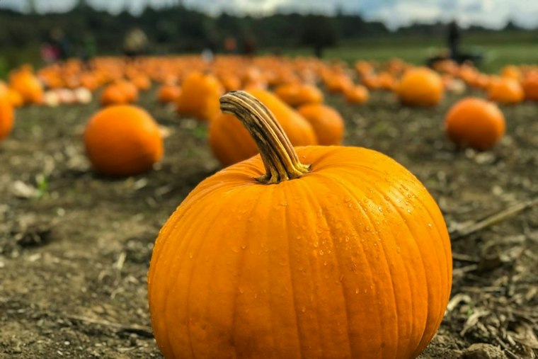 Runaway Pumpkin Relocated After Cary Roadside Scare