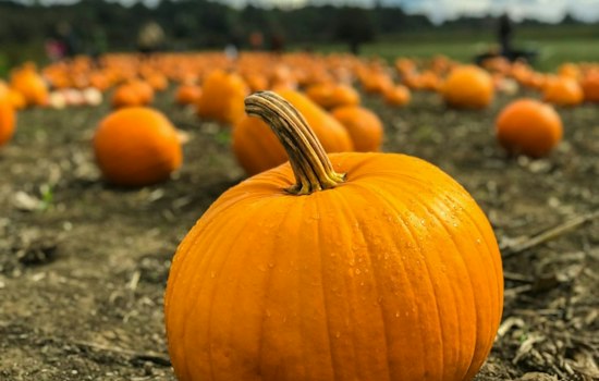 Runaway Pumpkin Relocated After Cary Roadside Scare