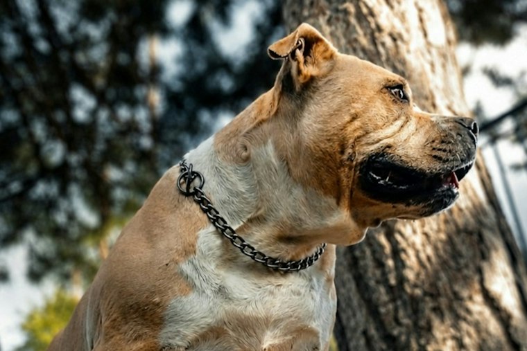 Sahuarita Woman Hospitalized After Pit Bull Attack