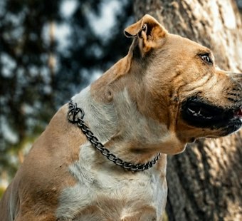 Sahuarita Woman Hospitalized After Pit Bull Attack