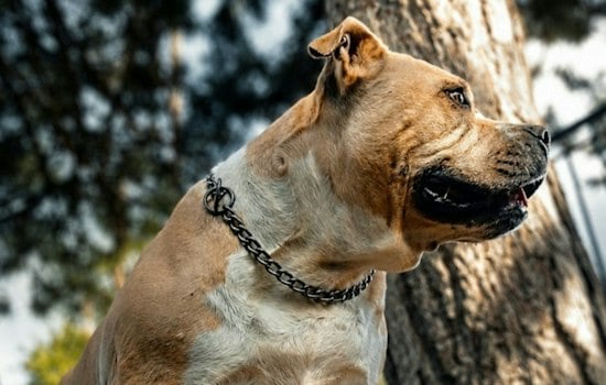 Sahuarita Woman Hospitalized After Pit Bull Attack