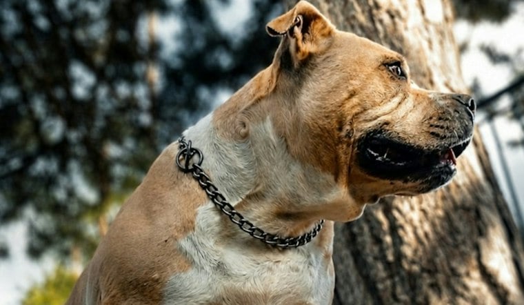 Sahuarita Woman Hospitalized After Pit Bull Attack