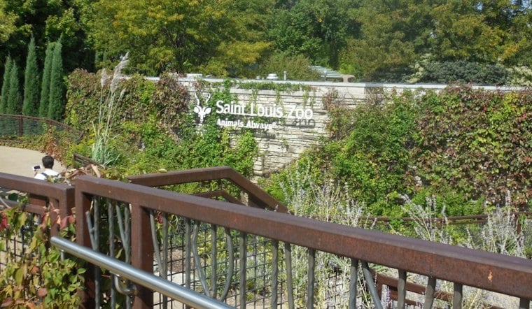 Saint Louis Zoo Set to Welcome Polar Bear Laerke, Banking On Cubs To Save Species