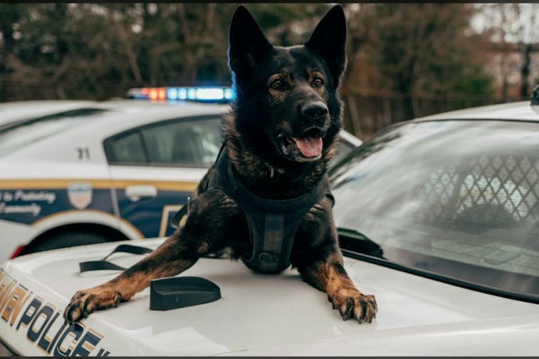 San Antonio Police K9 Donna Euthanized Hours After District Balked at $7K Surgery