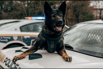 San Antonio Police K9 Donna Euthanized Hours After District Balked at $7K Surgery