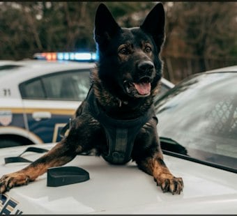 San Antonio Police K9 Donna Euthanized Hours After District Balked at $7K Surgery