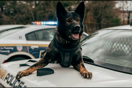 San Antonio Police K9 Donna Euthanized Hours After District Balked at $7K Surgery