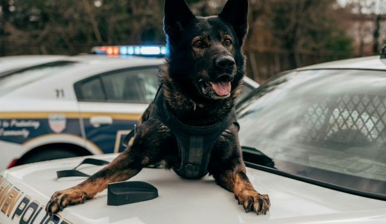 San Antonio Police K9 Donna Euthanized Hours After District Balked at $7K Surgery