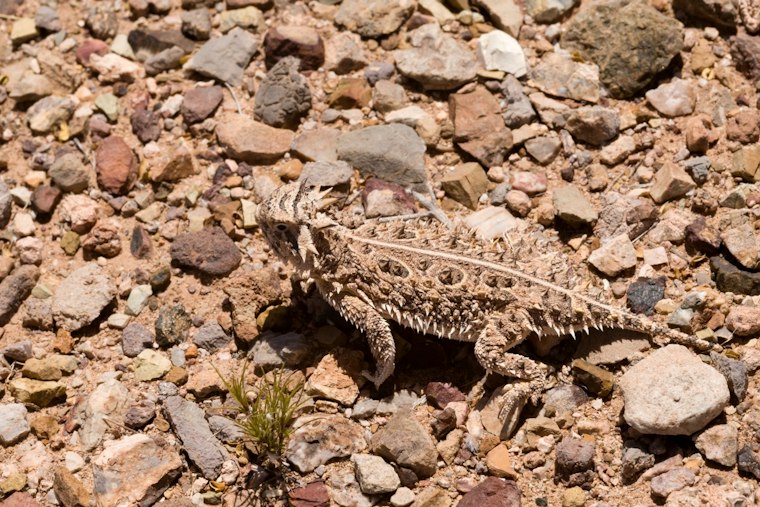 San Antonio Zoo Releases 55 Horned Lizards Back Into Texas Wild