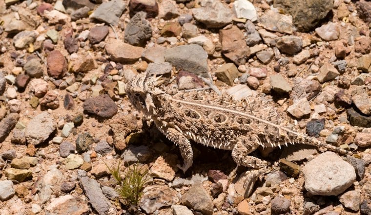 San Antonio Zoo Releases 55 Horned Lizards Back Into Texas Wild