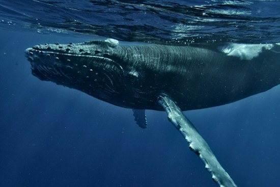 San Clemente Crews Free 29-Foot Humpback From 100 Feet of Fishing Line