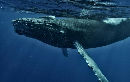 San Clemente Crews Free 29-Foot Humpback From 100 Feet of Fishing Line