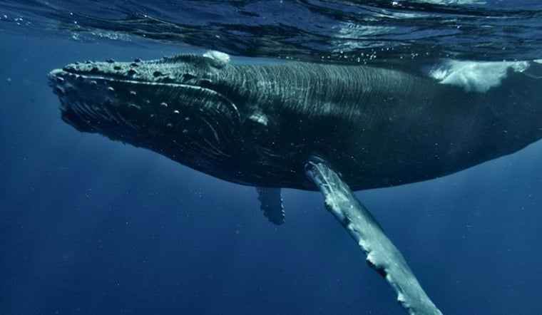 San Clemente Crews Free 29-Foot Humpback From 100 Feet of Fishing Line
