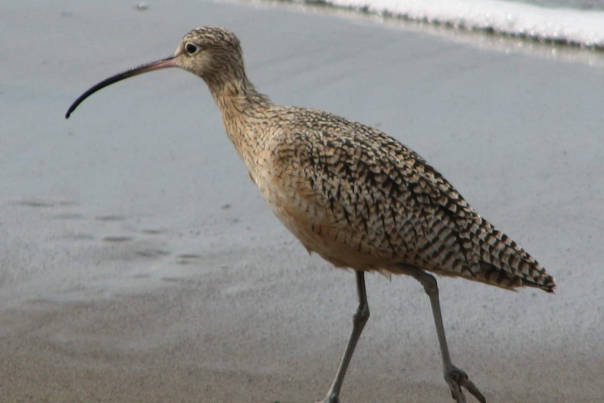 San Diego Bay's Shorebird Habitat Draws Migrants as Birds Fly Overnight
