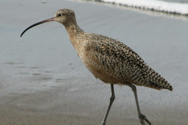 San Diego Bay's Shorebird Habitat Draws Migrants as Birds Fly Overnight