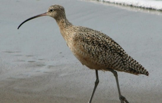 San Diego Bay's Shorebird Habitat Draws Migrants as Birds Fly Overnight
