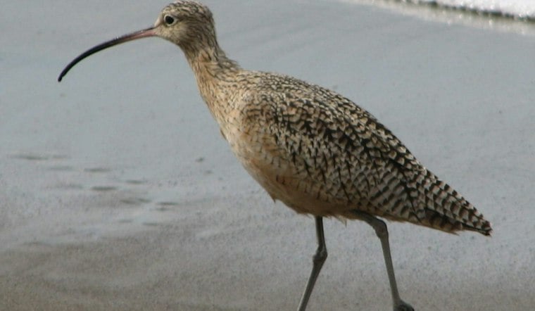San Diego Bay's Shorebird Habitat Draws Migrants as Birds Fly Overnight