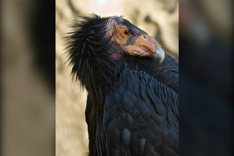 San Diego Zoo's 200th Wild Condor Joins Flock Over Yurok Country Redwoods