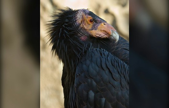 San Diego Zoo's 200th Wild Condor Joins Flock Over Yurok Country Redwoods