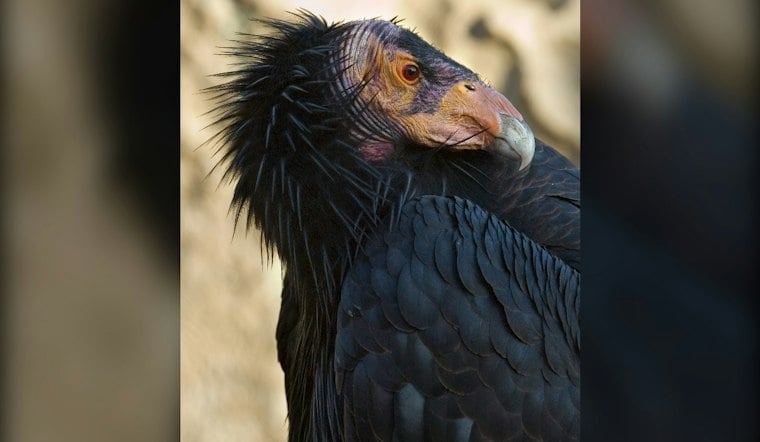 San Diego Zoo's 200th Wild Condor Joins Flock Over Yurok Country Redwoods