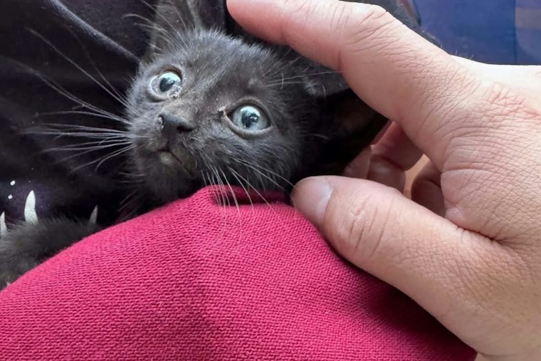 Sandy Springs Crews Free Tiny Kitten Trapped in Car's Wheel Well