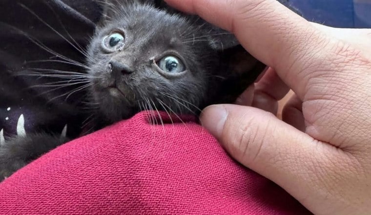 Sandy Springs Crews Free Tiny Kitten Trapped in Car's Wheel Well