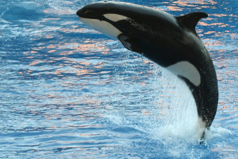 SeaWorld Orlando's Christmas Celebration Returns With 70-Foot Tree, Orca Light Show